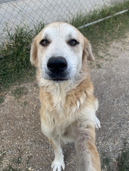 Marley, an adoptable Golden Retriever, Akbash in Fort Worth, TX, 76119 | Photo Image 1