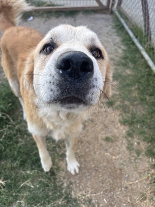 Marley, an adoptable Golden Retriever, Akbash in Fort Worth, TX, 76119 | Photo Image 2