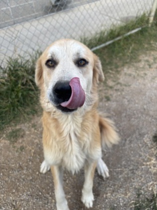 Marley, an adoptable Golden Retriever, Akbash in Fort Worth, TX, 76119 | Photo Image 3