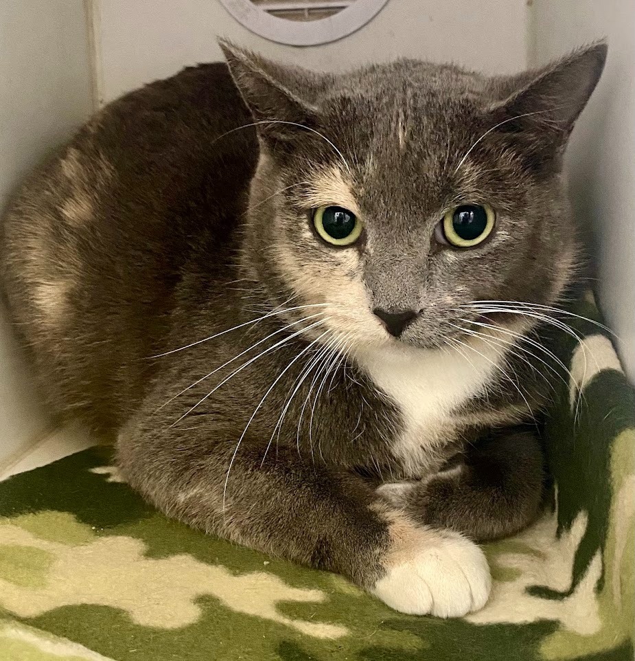 Garnet, an adoptable Domestic Short Hair in Sapulpa, OK, 74066 | Photo Image 1