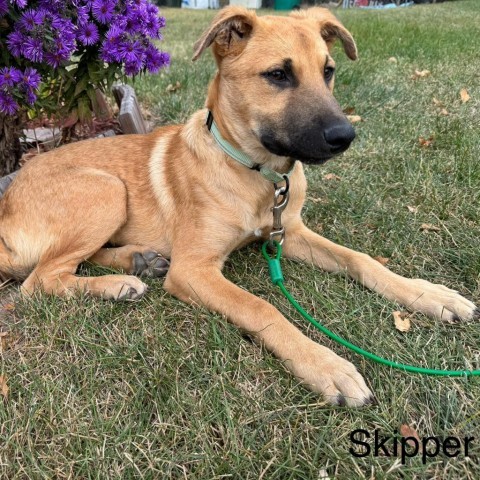 Skipper, an adoptable Mixed Breed in Albany, MN, 56307 | Photo Image 1