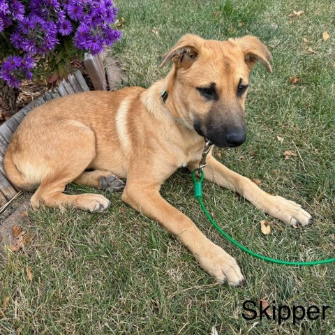 Skipper, an adoptable Mixed Breed in Albany, MN, 56307 | Photo Image 2