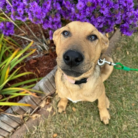 Hopper, an adoptable Mixed Breed in Albany, MN, 56307 | Photo Image 1