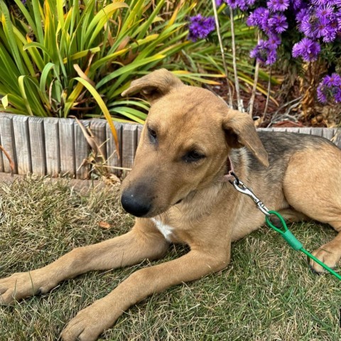 Hopper, an adoptable Mixed Breed in Albany, MN, 56307 | Photo Image 2