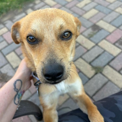 Pebbles, an adoptable Chihuahua in Ruthton, MN, 56170 | Photo Image 3