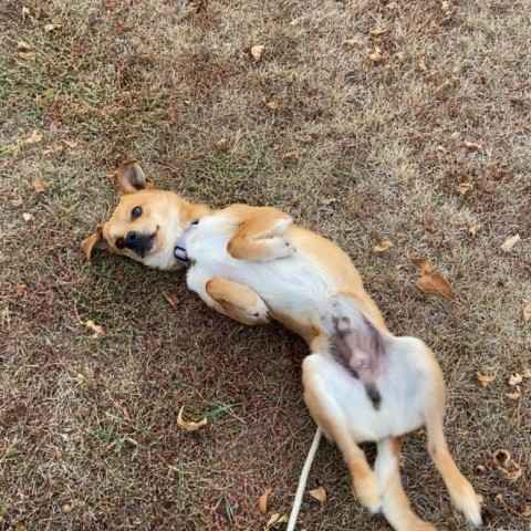 Pebbles, an adoptable Chihuahua in Ruthton, MN, 56170 | Photo Image 4