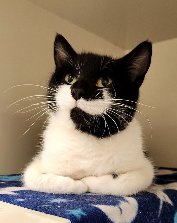 Flighty Lydie, an adoptable Domestic Short Hair in Duluth, MN, 55802 | Photo Image 1