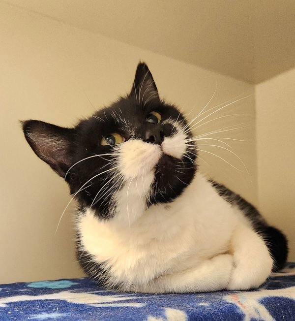 Flighty Lydie, an adoptable Domestic Short Hair in Duluth, MN, 55802 | Photo Image 6