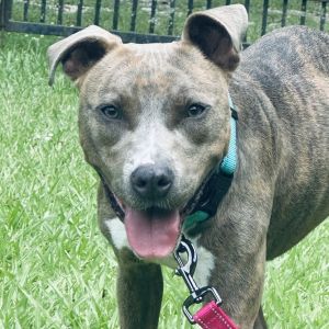 Moriah, Young Female Pit Bull Terrier