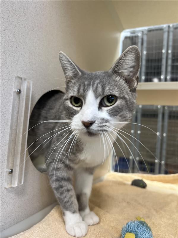 Moon, an adoptable Domestic Short Hair in Hutchinson, KS, 67504 | Photo Image 1