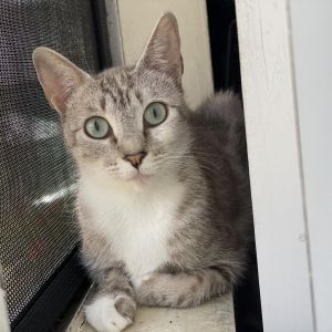 Winter Domestic Short Hair Cat