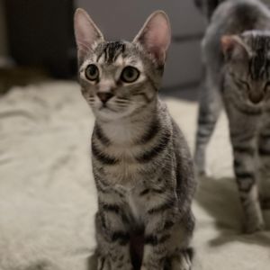 Millie, Young Female Domestic Short Hair