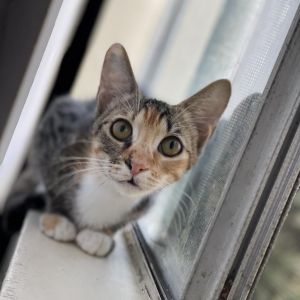 Kali is a sweet shy kitty Kali loves boxes as they are a safe space Kali needs