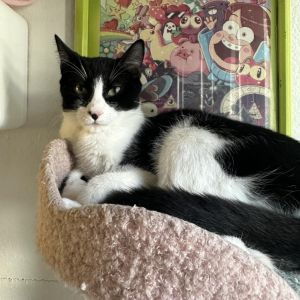 Tuxedo Cats are often referred to as Divine Jesters if you are looking for a c