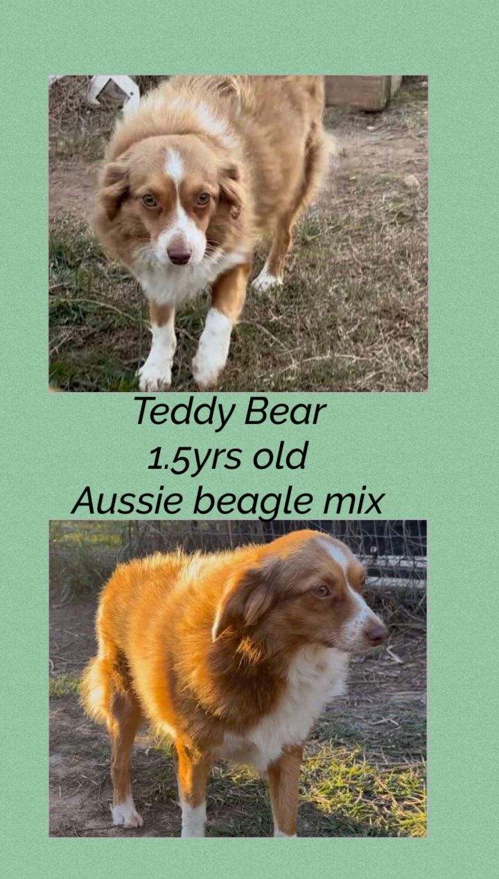 Petfinder mini australian shepherd sale