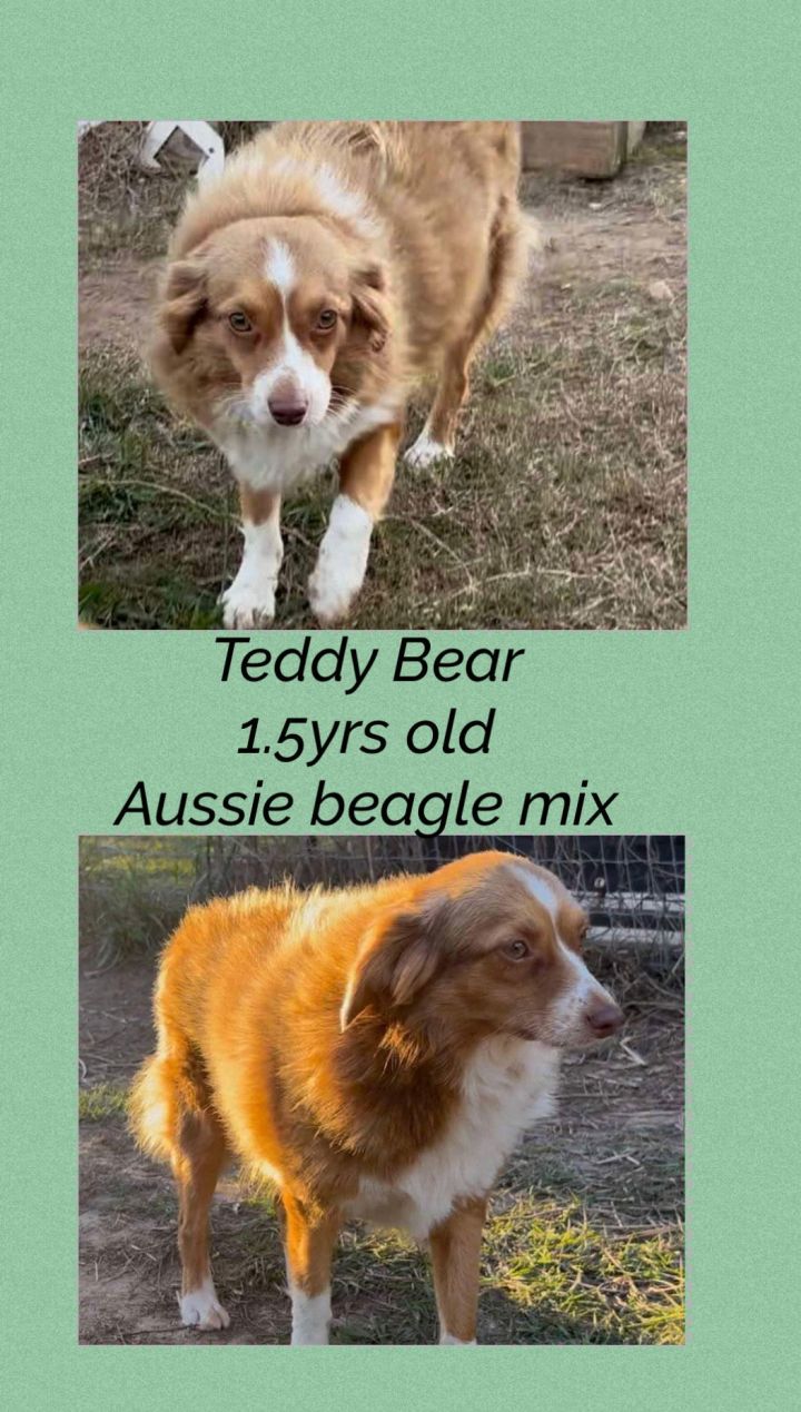 Dog for adoption TEDDY BEAR an Australian Shepherd Beagle Mix in Holbrook NY Petfinder