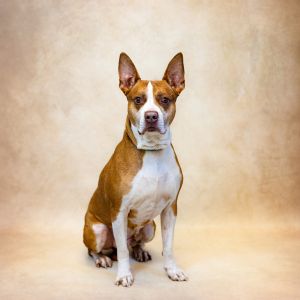 Primary Color Brown Secondary Color White Weight 65lbs Age 6yrs 7mths 2wks Animal has been Neute