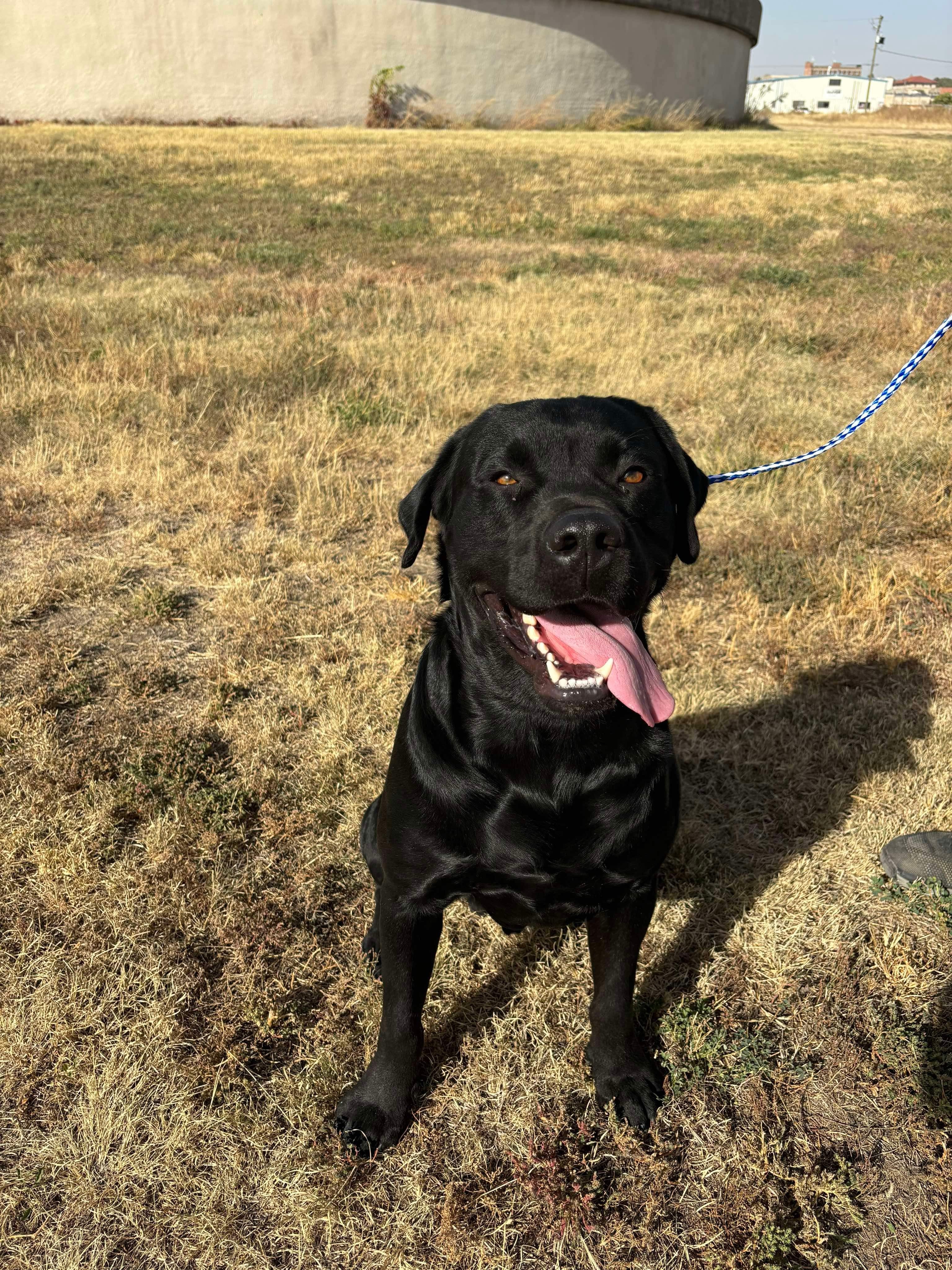 Daryl, an adoptable Rottweiler, Labrador Retriever in McCook, NE, 69001 | Photo Image 1