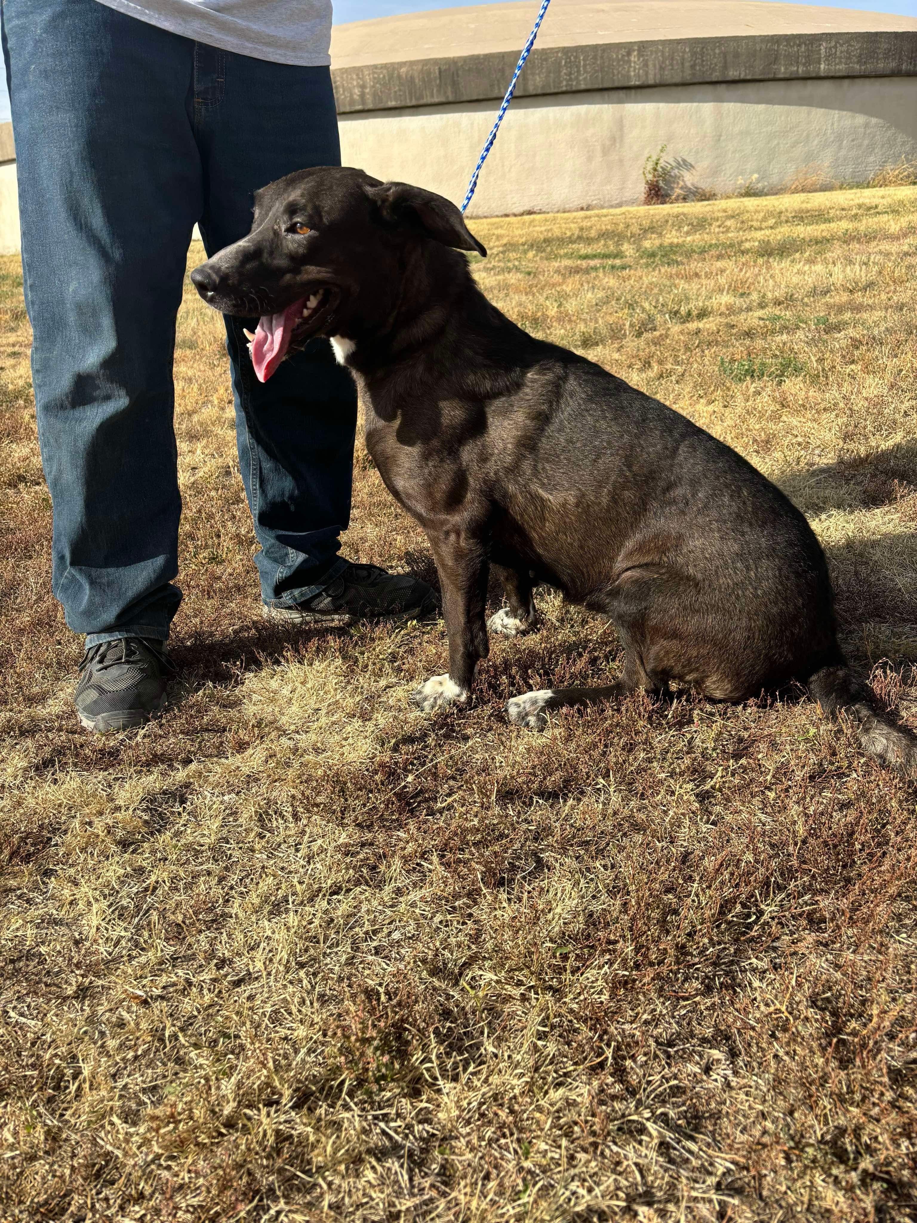 Carol, an adoptable Rottweiler, Labrador Retriever in McCook, NE, 69001 | Photo Image 1