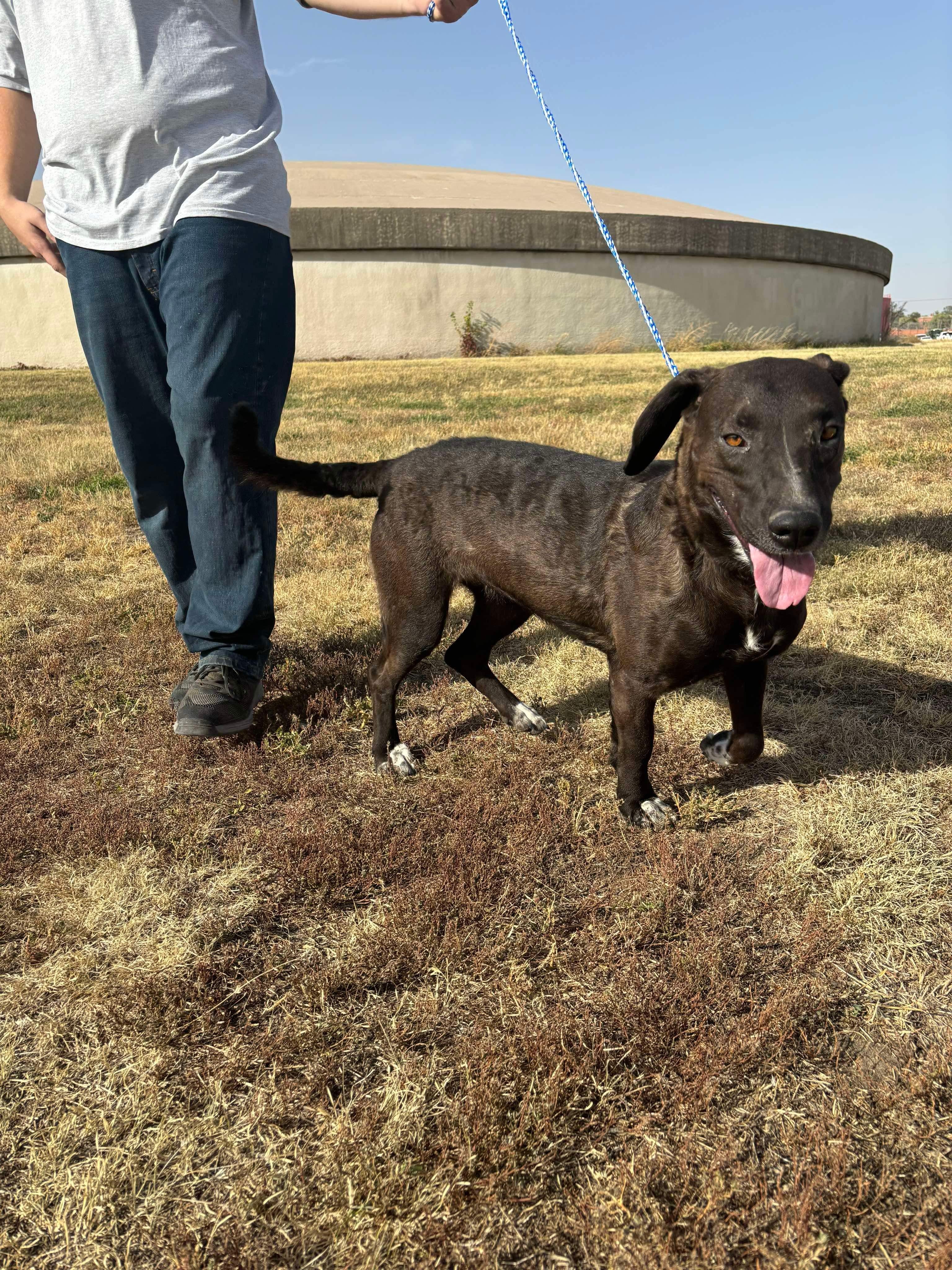 Carol, an adoptable Rottweiler, Labrador Retriever in McCook, NE, 69001 | Photo Image 2