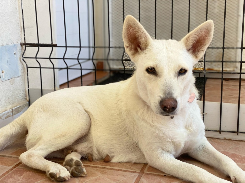 Catrina, an adoptable Mixed Breed in San Juan de Abajo, NAY, 63732 | Photo Image 1