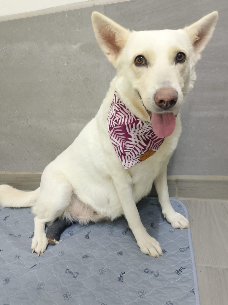 Catrina, an adoptable Mixed Breed in San Juan de Abajo, NAY, 63732 | Photo Image 1