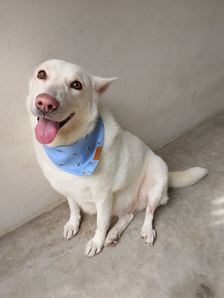 Catrina, an adoptable Mixed Breed in San Juan de Abajo, NAY, 63732 | Photo Image 1
