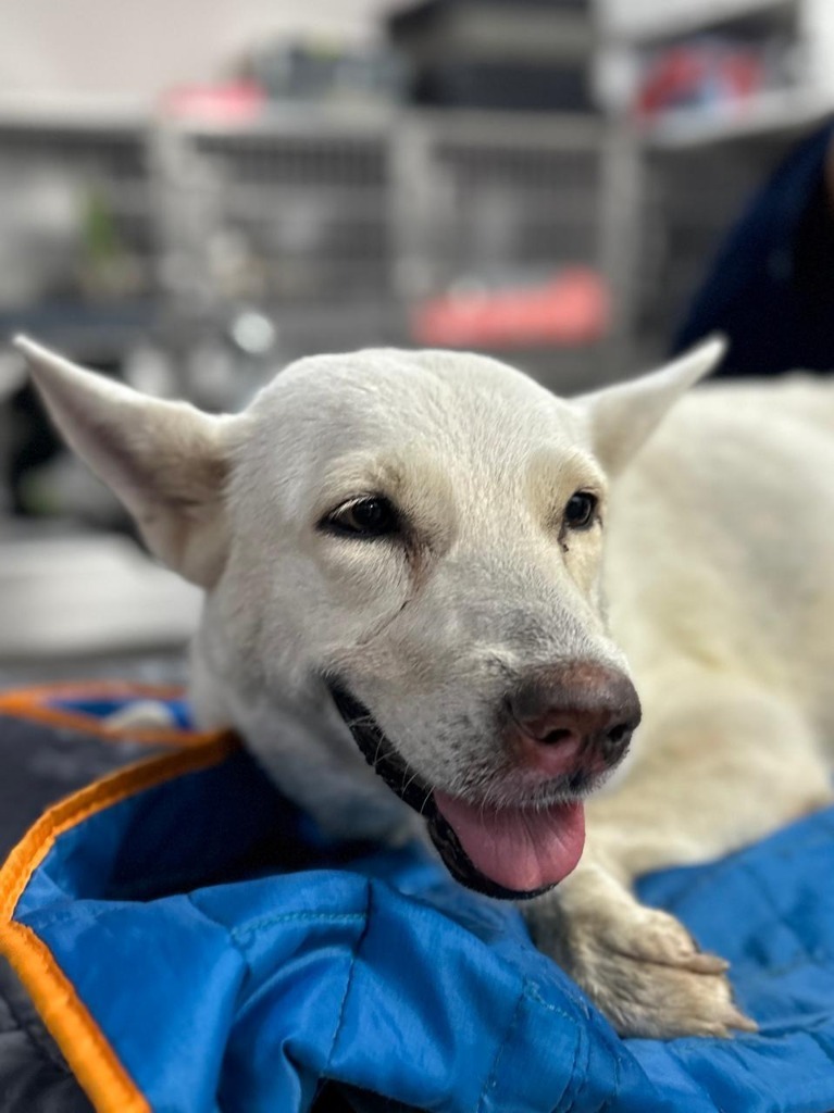 Catrina, an adoptable Mixed Breed in San Juan de Abajo, NAY, 63732 | Photo Image 2