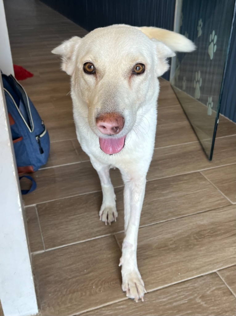 Catrina, an adoptable Mixed Breed in San Juan de Abajo, NAY, 63732 | Photo Image 3