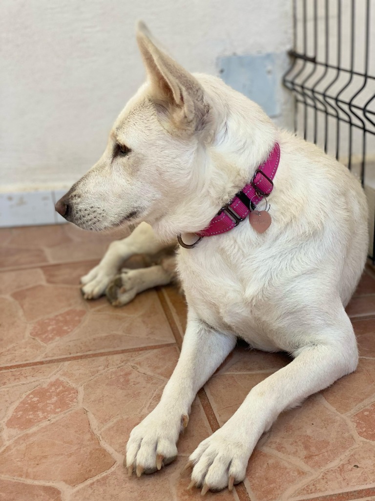 Catrina, an adoptable Mixed Breed in San Juan de Abajo, NAY, 63732 | Photo Image 4