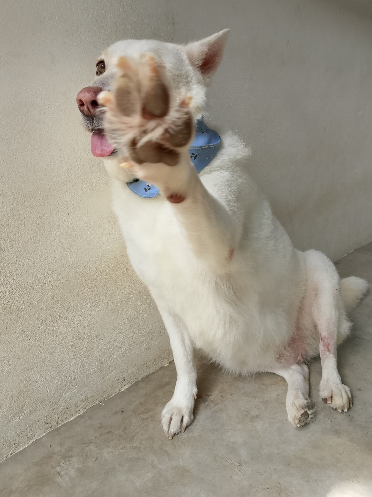 Catrina, an adoptable Mixed Breed in San Juan de Abajo, NAY, 63732 | Photo Image 6