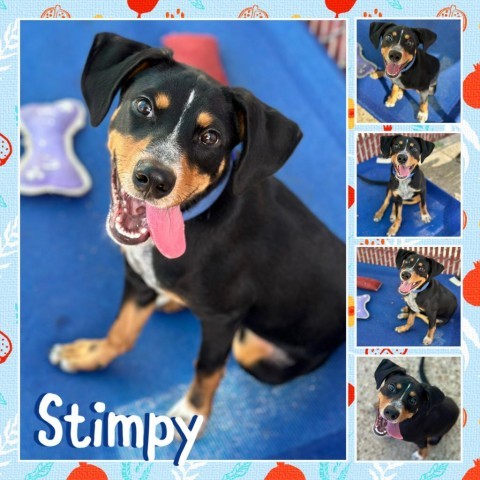 Stimpy