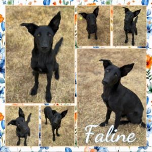 Faline