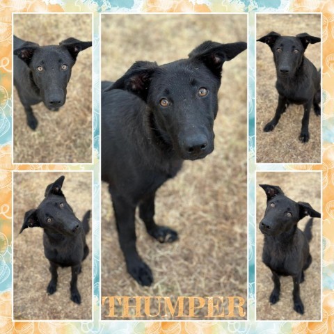 Thumper 1