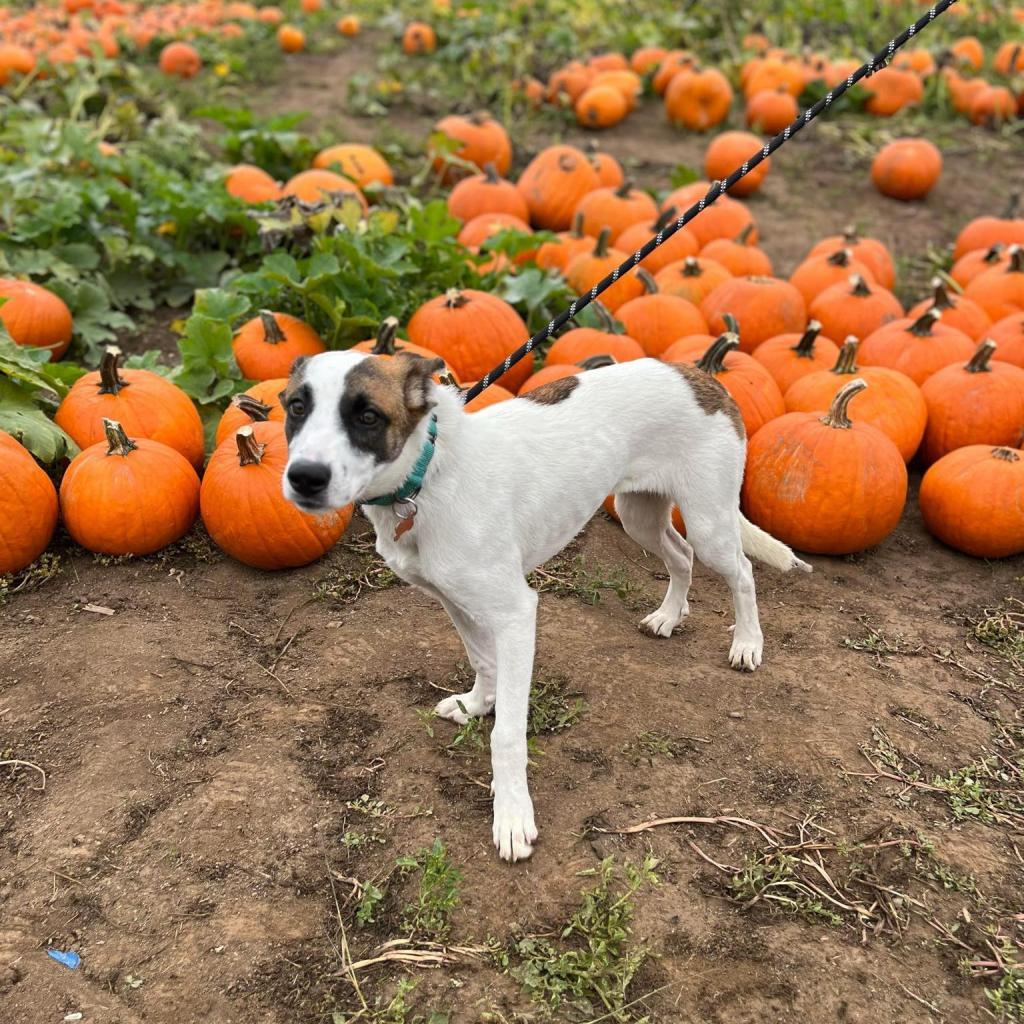 Lucy, an adoptable Shepherd, American Staffordshire Terrier in Bend, OR, 97702 | Photo Image 6