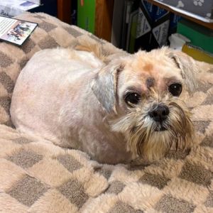 Oscar, Senior Male Shih Tzu