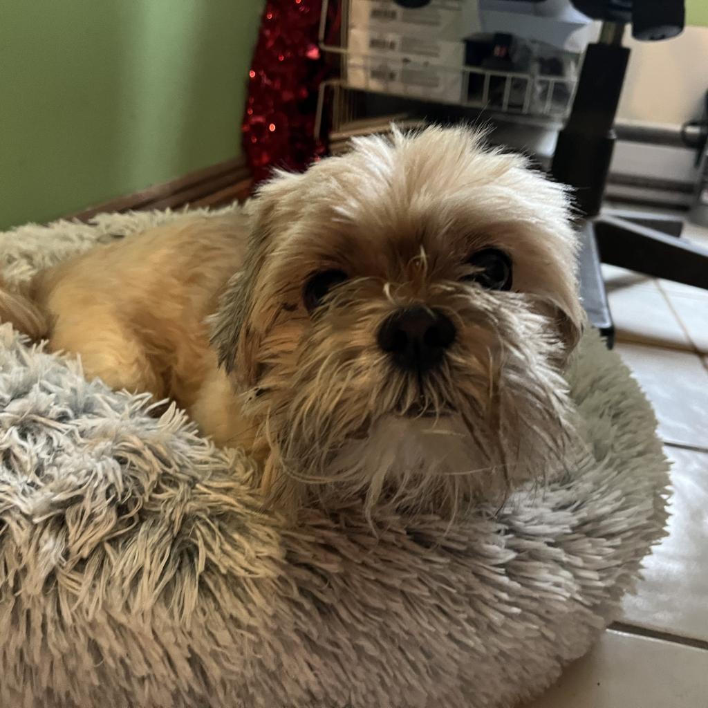 Oscar