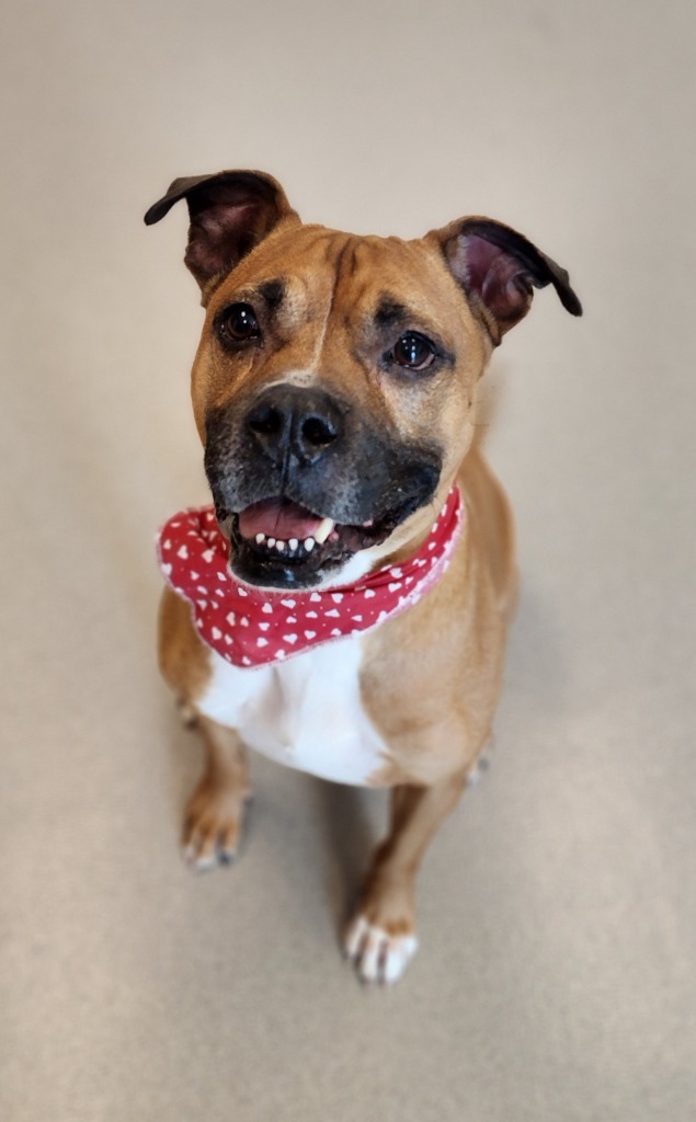 Orson, an adoptable Boxer in Superior, WI, 54880 | Photo Image 1