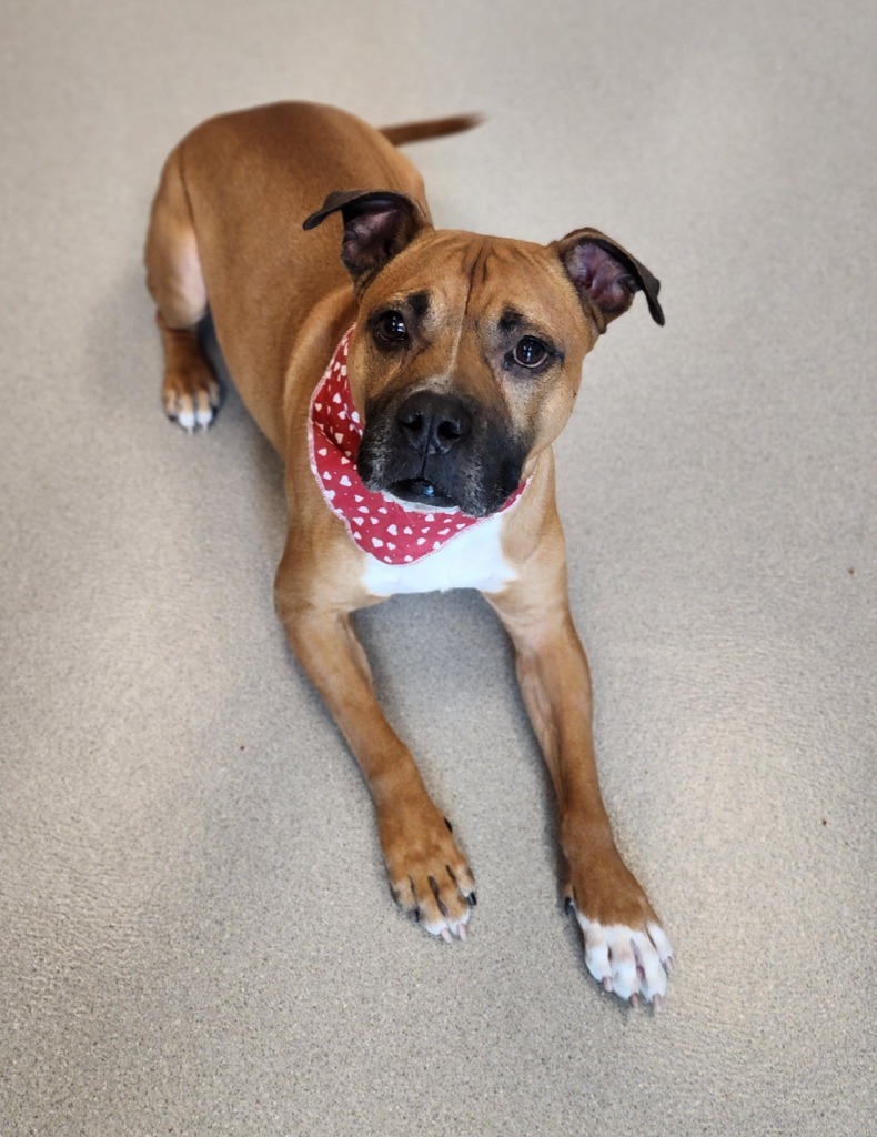 Orson, an adoptable Boxer in Superior, WI, 54880 | Photo Image 3