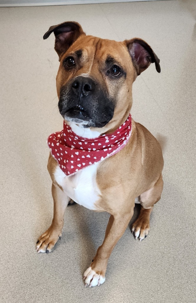 Orson, an adoptable Boxer in Superior, WI, 54880 | Photo Image 4