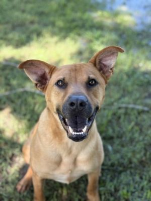 Sancho, Baby Male Carolina Dog