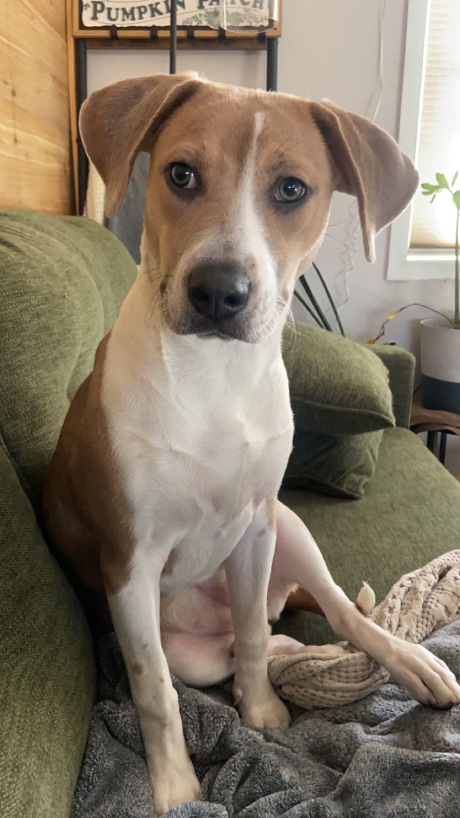 Beatrice, an adoptable Hound, Pit Bull Terrier in St. Cloud, MN, 56301 | Photo Image 1