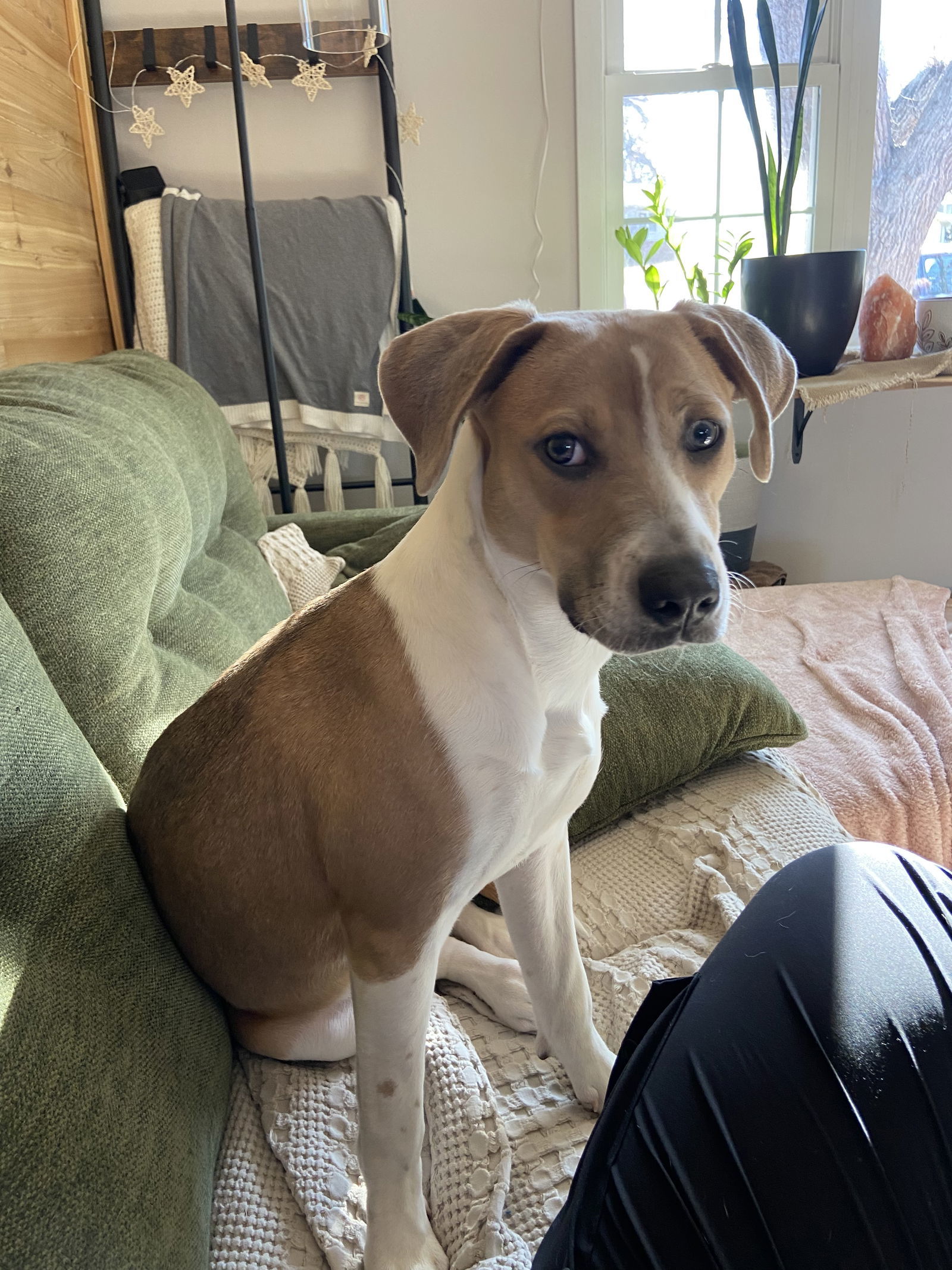 Beatrice, an adoptable Hound, Pit Bull Terrier in St. Cloud, MN, 56301 | Photo Image 2