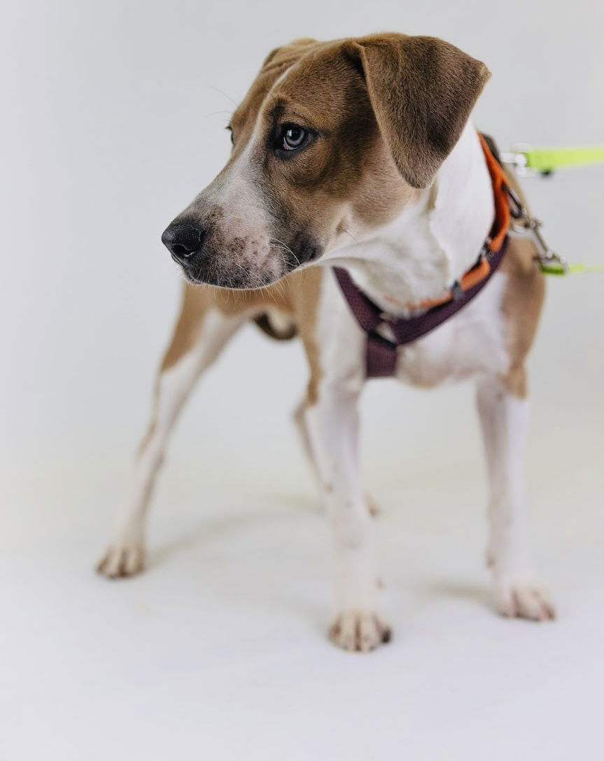 Beatrice, an adoptable Hound, Pit Bull Terrier in St. Cloud, MN, 56301 | Photo Image 3