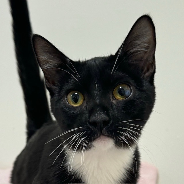 Cat for adoption Haricot, a Domestic Short Hair in San Francisco, CA