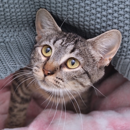 Cat for adoption Queen Gata, a Domestic Short Hair in San Francisco