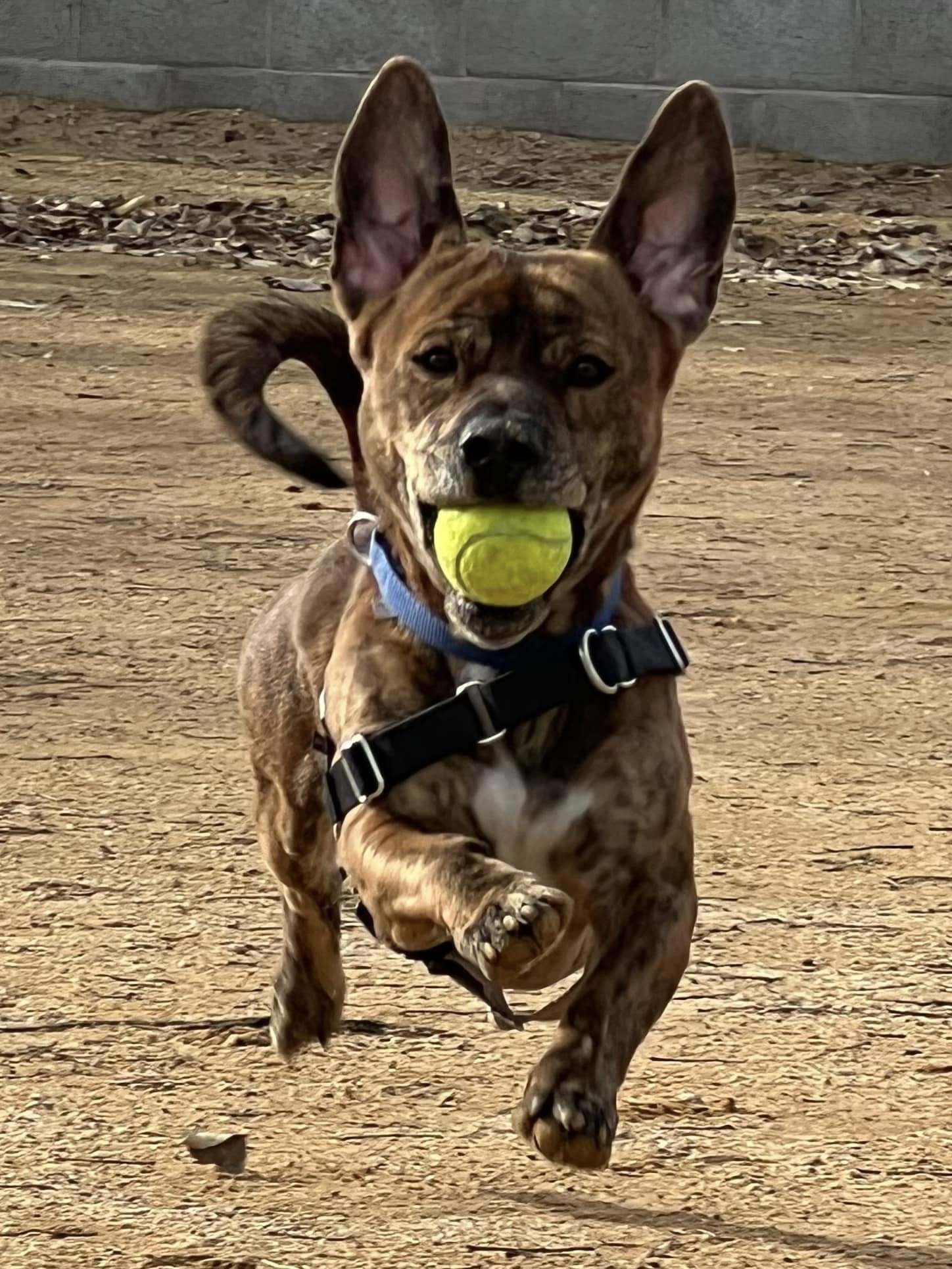 Benjamin - Adoption fee partially sponsored by Petfinder Foundation