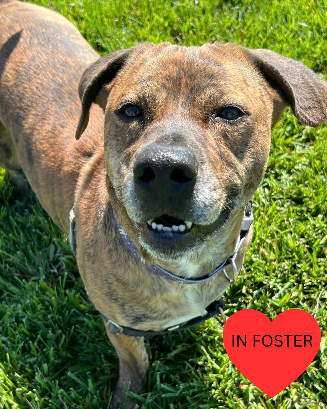 Benjamin - Adoption fee fully sponsored by the Paisley Family and Petfinder Foundation, an adoptable Pit Bull Terrier, Basset Hound in Chico, CA, 95928 | Photo Image 2