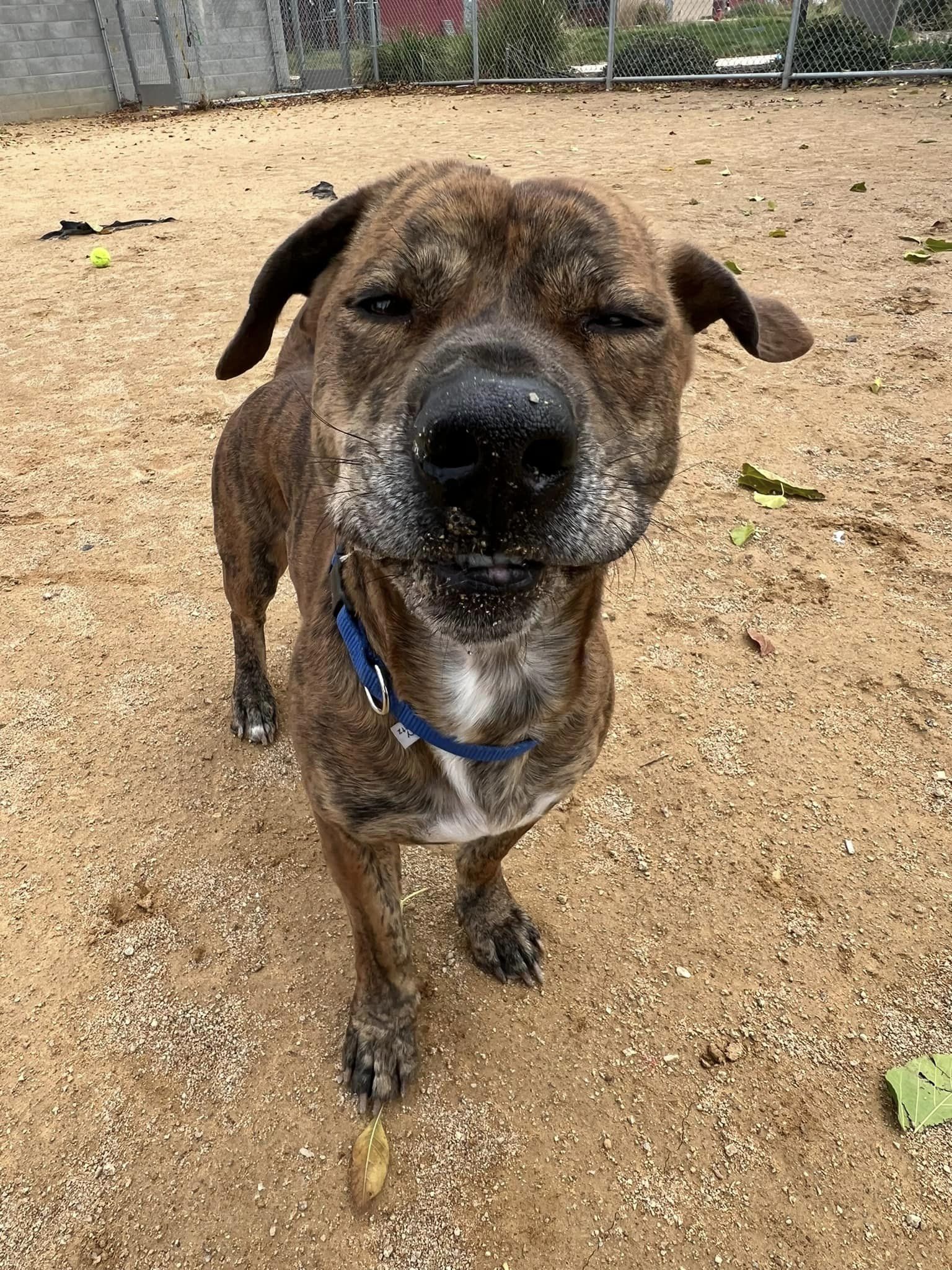 Benjamin - Adoption fee partially sponsored by Petfinder Foundation