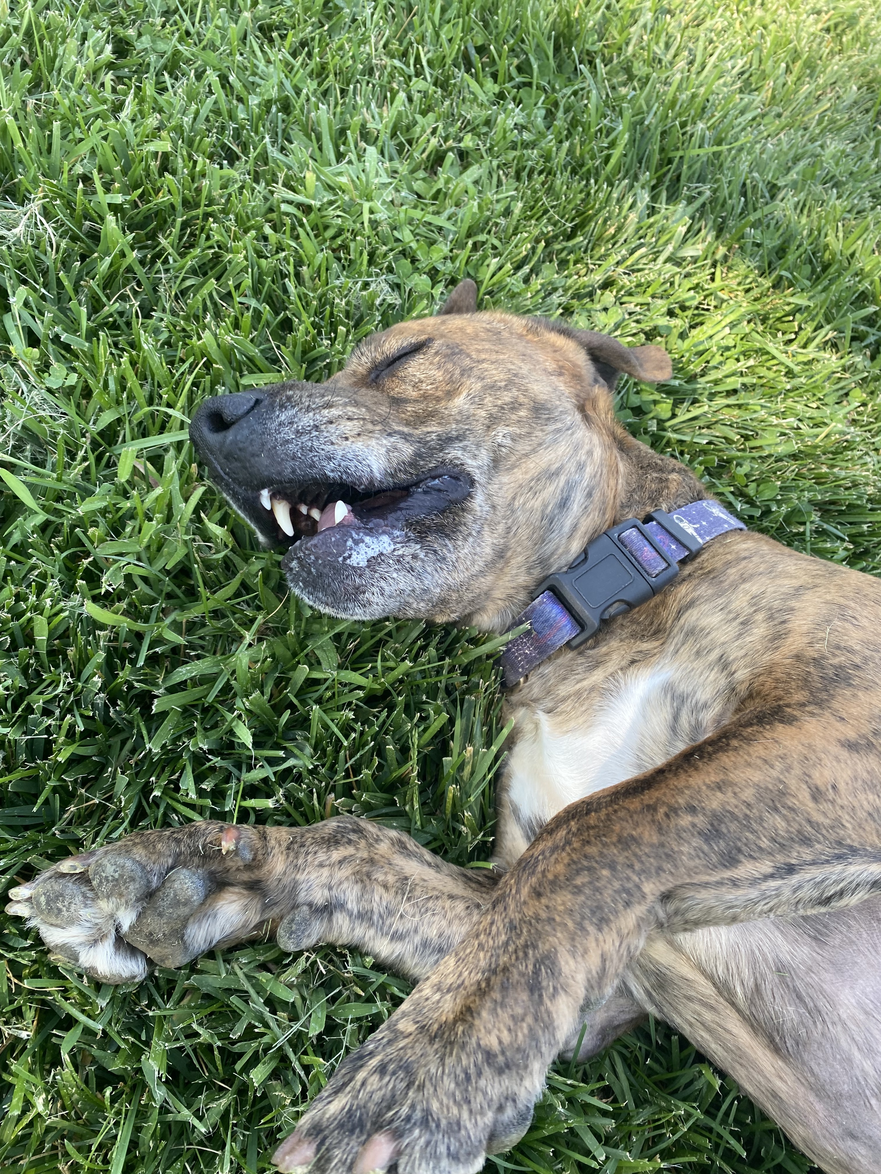 Benjamin - Adoption fee fully sponsored by the Paisley Family and Petfinder Foundation, an adoptable Pit Bull Terrier, Basset Hound in Chico, CA, 95928 | Photo Image 3